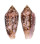 CONIDAE CONUS LEGATUS shell