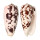 CONIDAE CONUS STRIATUS shell
