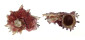 ANGARIIDAE ANGARIA NODOSA shell