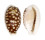 CYPRAEIDAE CYPRAEA CRIBRARIA shell
