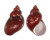 PHASIANELLIDAE PHASIANELLA VENTRICOSA shell