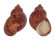 PHASIANELLIDAE PHASIANELLA VENTRICOSA shell