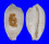 CYPRAEIDAE BISTOLIDA STOLIDA AURELIAE shell