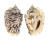STROMBIDAE STROMBUS LENTIGINOSUS shell