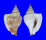 STROMBIDAE DOLOMENA LABIOSUS shell