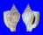 STROMBIDAE DOLOMENA LABIOSUS shell