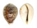 CYPRAEIDAE CYPRAEA TIGRIS shell