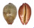CYPRAEIDAE LEPOCYPRAEA MAPPA PANERYTHRA shell