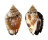 STROMBIDAE STROMBUS PIPUS shell
