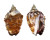 STROMBIDAE STROMBUS PIPUS shell