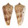 CONIDAE CONUS NEPTUNUS shell