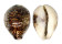 CYPRAEIDAE CYPRAEA TIGRIS shell