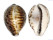 CYPRAEIDAE CYPRAEA TIGRIS shell