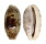 CYPRAEIDAE TALOSTOLIDA PELLUCENS PELLUCENS shell