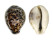 CYPRAEIDAE CYPRAEA TIGRIS shell
