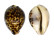 CYPRAEIDAE CYPRAEA TIGRIS shell