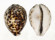 CYPRAEIDAE CYPRAEA TIGRIS shell