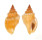 STROMBIDAE CANARIUM RADIANS shell