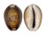 CYPRAEIDAE CYPRAEA CAPUTSERPENTIS shell