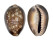 CYPRAEIDAE CYPRAEA CAPUTSERPENTIS shell