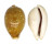 CYPRAEIDAE CYPRAEA VITELLUS shell