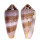 CONIDAE CONUS CIRCUMCISUS shell