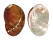 HALIOTIDAE HALIOTIS DIVERSICOLOR shell