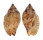 VOLUTIDAE LYRIA MITRAEFORMIS GRANGERI shell