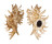 MURICIDAE CHICOREUS CNISSODUS shell