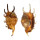 STROMBIDAE LAMBIS VERTRIESTI shell