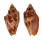 VOLUTIDAE CYMBIOLA VESPERTILIO shell