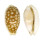 CYPRAEIDAE CYPRAEA CRIBRARIA shell