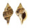 RANELLIDAE CYMATIUM MURICINUM shell