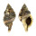 RANELLIDAE CYMATIUM MURICINUM shell