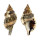 RANELLIDAE CYMATIUM MURICINUM shell