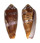 CONIDAE CONUS CIRCUMCISUS shell
