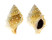 BURSIDAE BUFONARIA PERELEGANS shell