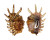 STROMBIDAE LAMBIS MILLEPEDA shell