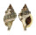 RANELLIDAE CYMATIUM MURICINUM shell