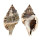 RANELLIDAE CYMATIUM MURICINUM shell