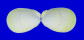 LIMIDAE CTENOIDES ALES shell