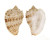 HARPIDAE MORUM WATANABEI shell