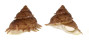 TURBINIDAE BOLMA GUTTATA shell
