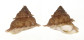 TURBINIDAE BOLMA GUTTATA shell