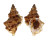 BURSIDAE BURSA QUIRIHORAI shell