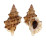 BURSIDAE BURSA QUIRIHORAI shell