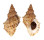 BURSIDAE BURSA FIJIENSIS shell