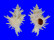 CORALLIOPHILIDAE BABELOMUREX WORMALDI shell
