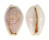 CYPRAEIDAE EROSARIA BOIVINI shell