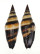 MITRIDAE VEXILLUM VULPECULA shell